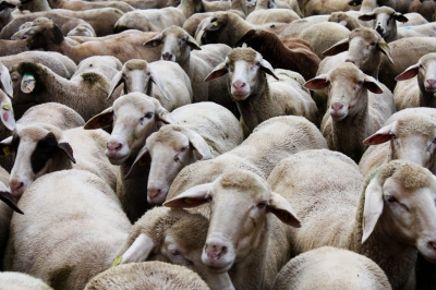 Schafe vor der Impfung