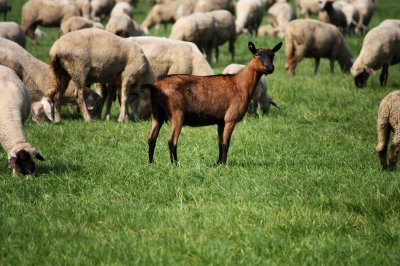 Armer Bock oder Schaf mit Migrationshintergrund?