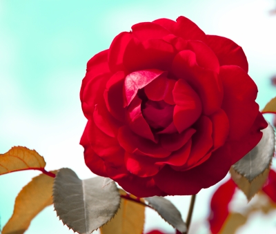 Lezte Rosenblüte