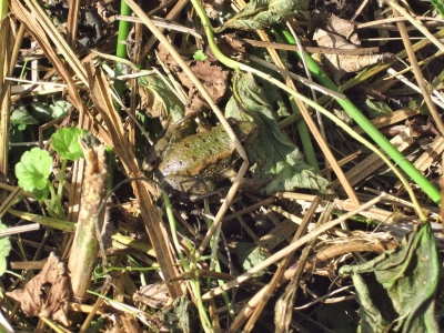 Kleiner Laubfrosch