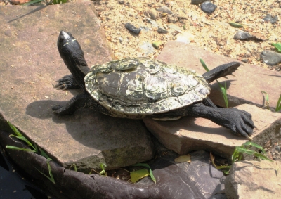 Wasserschildkröte beim Sonnenbad