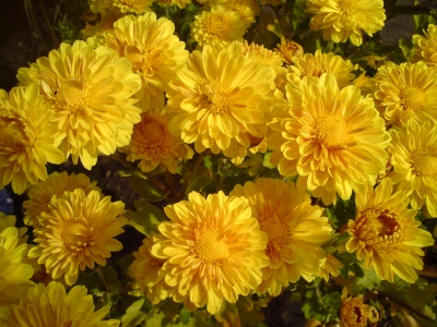 Gelbe Chrysanthemen