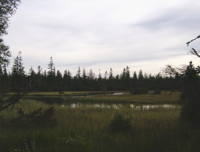 Hochmoor auf dem Kaltenbronn