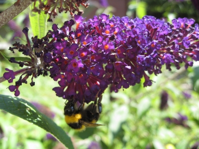 Hummel am Schmetterlingsflieder