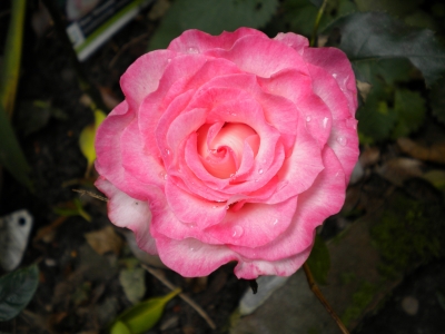 Rosenblüte "Minuet"
