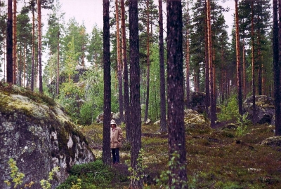 Findlinge in einem Wald in Schweden