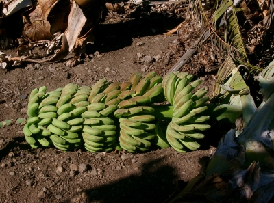 Bananenstaude am Boden