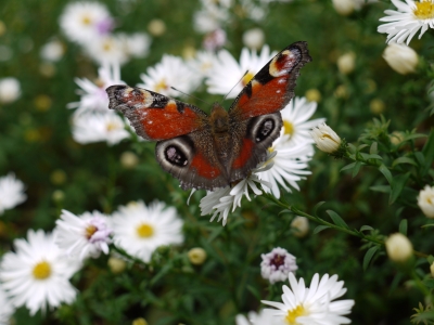 schmetterling