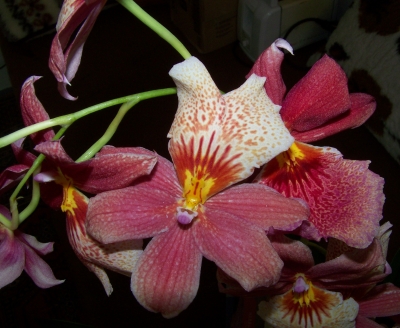 Gemusterte Orchideen