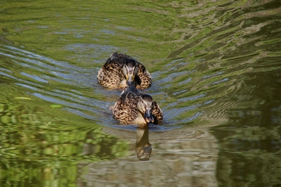 Enten-Rennen