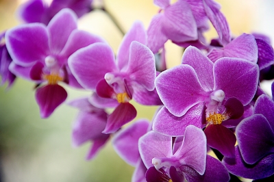 Noch mehr Orchideen