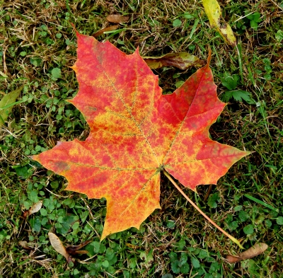 Leuchtend frischer Herbst