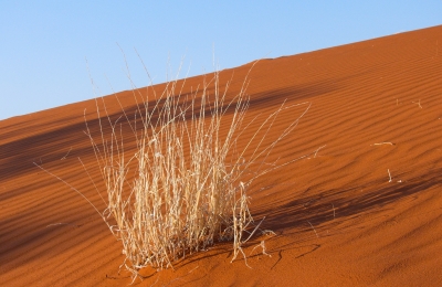 Namibia - Dünen der Kalahari