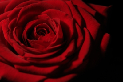 Rosenrot