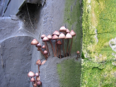 Pilze an einer Hauswand