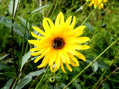 Honigbiene an gelber Blüte