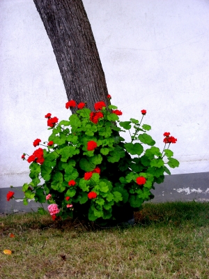 Baum mit Blumen