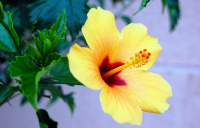 Chinesischer Roseneibisch (Hibiscus rosa-sinensis)