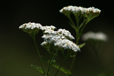 Farbenspiel