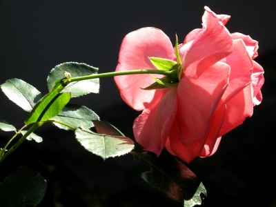 Rose auf der Sonnenseite des Lebens