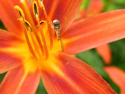 Schwebfliege auf Lilie