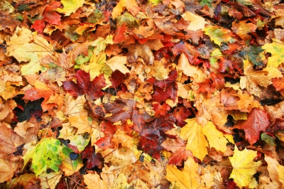 Buntes Ahorn-Herbstlaub am Boden