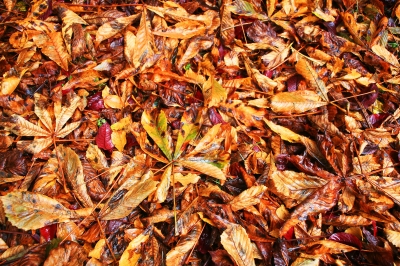 Kastanien-Herbstlaub am Boden