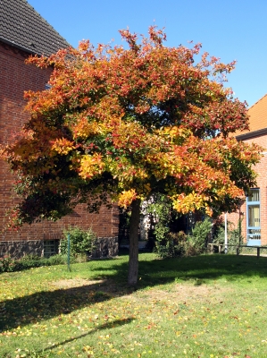 Baum im Herbstkleid