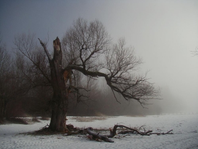 langsam steigt der Nebel auf