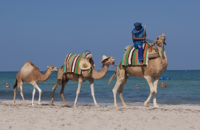 Kamele am Strand von Tunesien