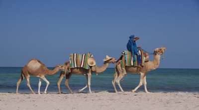 Kamele am Strand von Tunesien 2