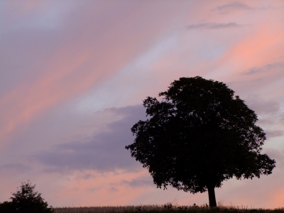 Baum im Abendlicht