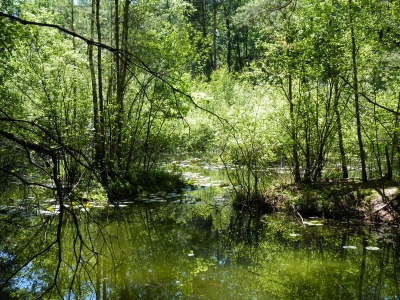 Waldsee