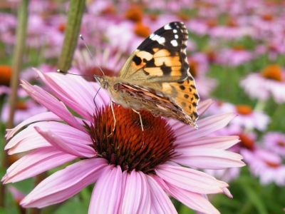 Schmetterling