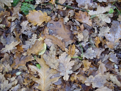 Waldboden im Herbst