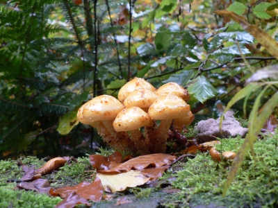 Pilze im Thüringer Wald