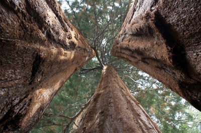 Mammutbäume im Sequoia Nationalpark