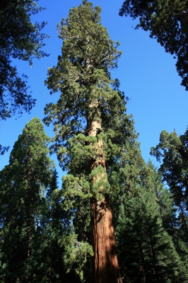 Mammutbäume im Sequoia Nationalpark
