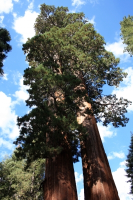 Sequoia Nationalpark Mammutbaum