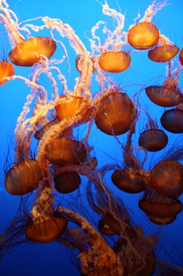 Quallen, Aquarium Monterey, USA