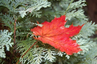 Herbstblatt grüßt Advent