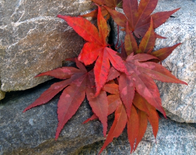 Herbst: Ahornblätter