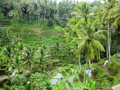 Reisfeld auf Bali 3