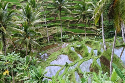 Reisfeld auf Bali 4