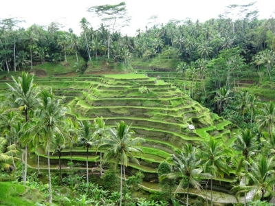 Reisfeld auf Bali 2