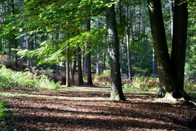 Waldspaziergang