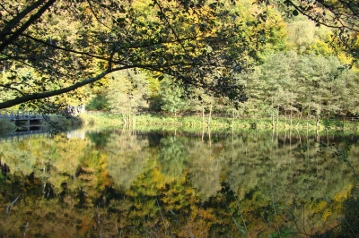 Herbstwald im See