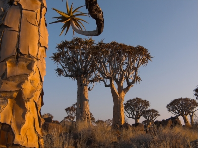 Namibia - Köcherbaumwald Teil 2
