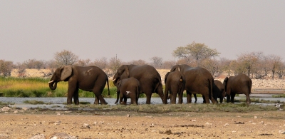 Namibia - Elefanten müssen auch mal baden