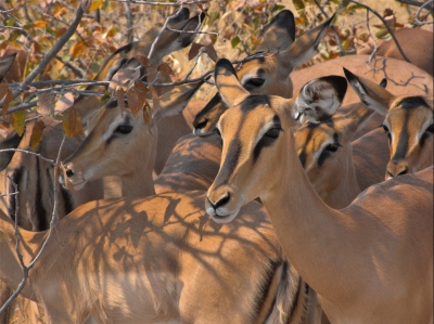 Namibia - Impala Antilope